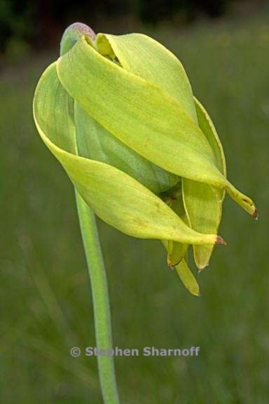 darlingtonia californica 11 graphic